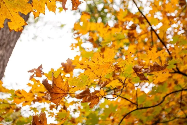 $530,200 | 8875 Northeast 1275th Road, Osceola, MO 64776