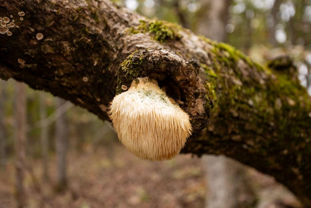 8875 Northeast 1275th Road Osceola, MO 64776 - Photo 21 of 99