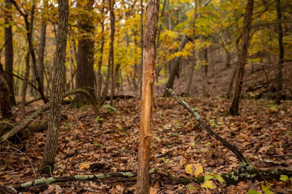 8875 Northeast 1275th Road Osceola, MO 64776 - Photo 26 of 99