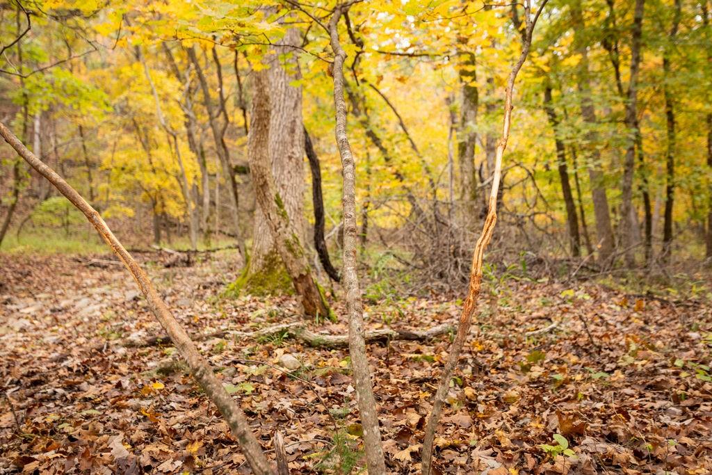 8875 Northeast 1275th Road Osceola, MO 64776 - Photo 31 of 99