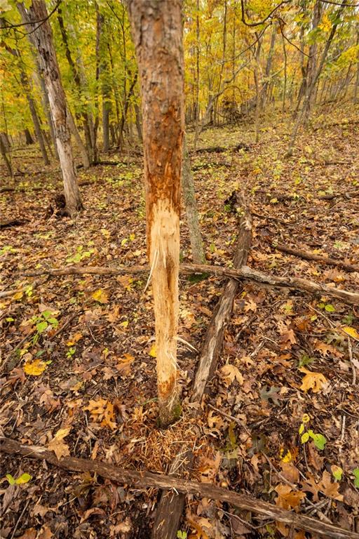 8875 Northeast 1275th Road Osceola, MO 64776 - Photo 42 of 99