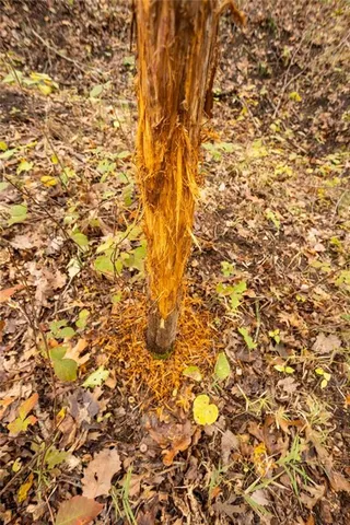 $530,200 | 8875 Northeast 1275th Road, Osceola, MO 64776