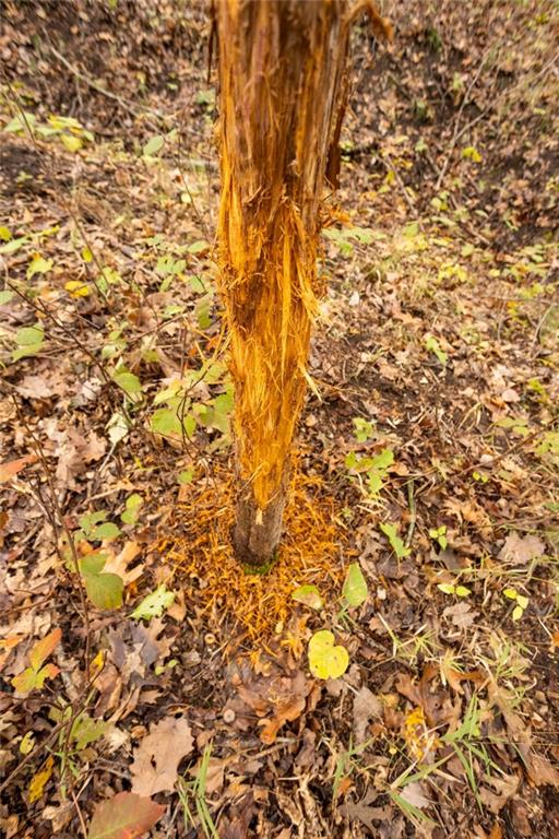 8875 Northeast 1275th Road Osceola, MO 64776 - Photo 44 of 99