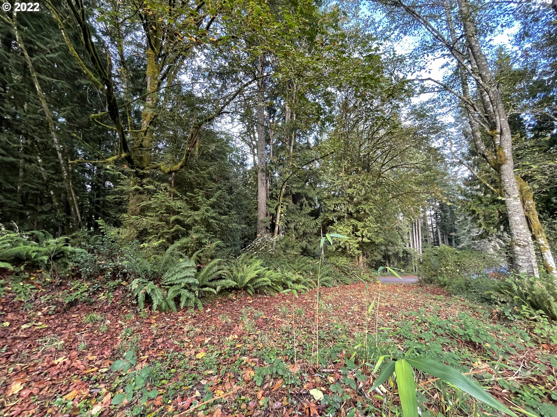 73860 Debast Road Rainier, OR 97048 - Photo 27 of 30 a view of a forest with trees in the background