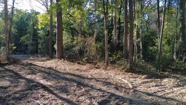 a view of a forest with trees