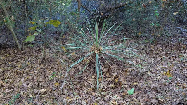 a view of a dry yard with plants and large trees