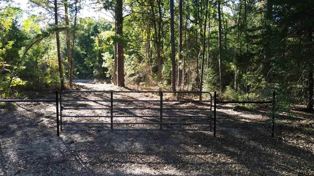 a view of a forest with trees