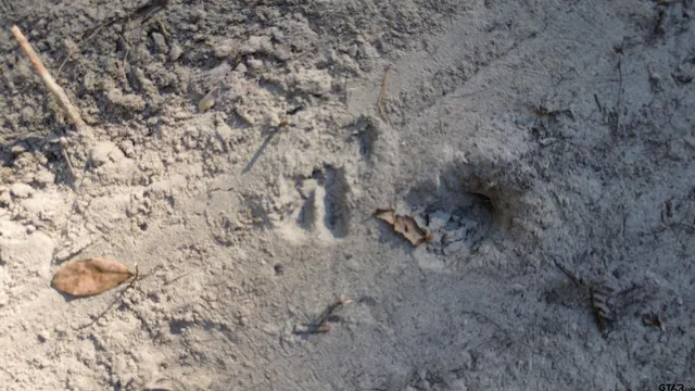 a close up of a plant