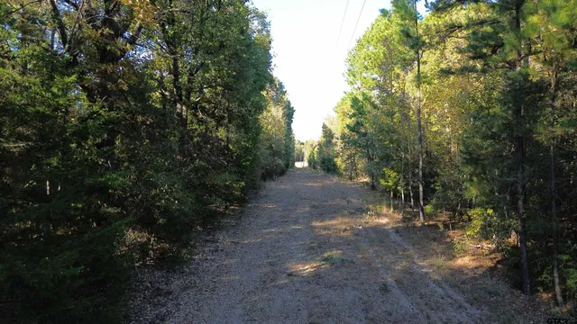 a view of a forest with trees