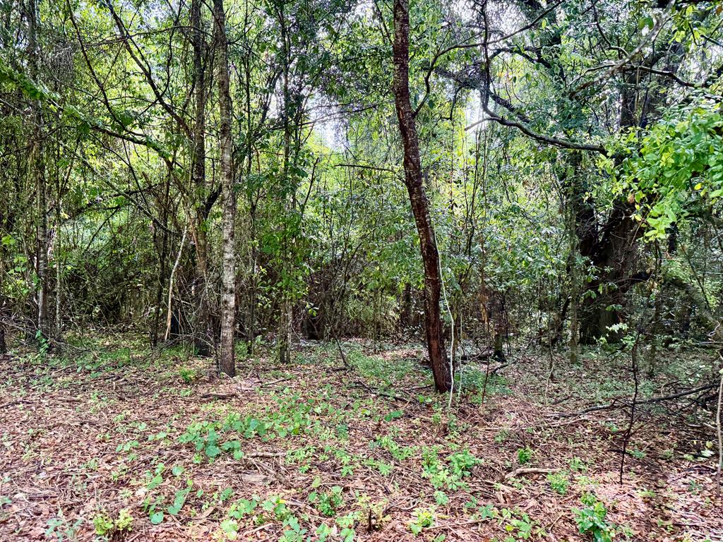 1243 Silcox Road Ashford, AL 36312 - Photo 61 of 92