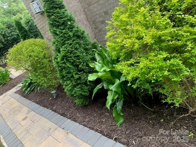 a plant with lots of trees