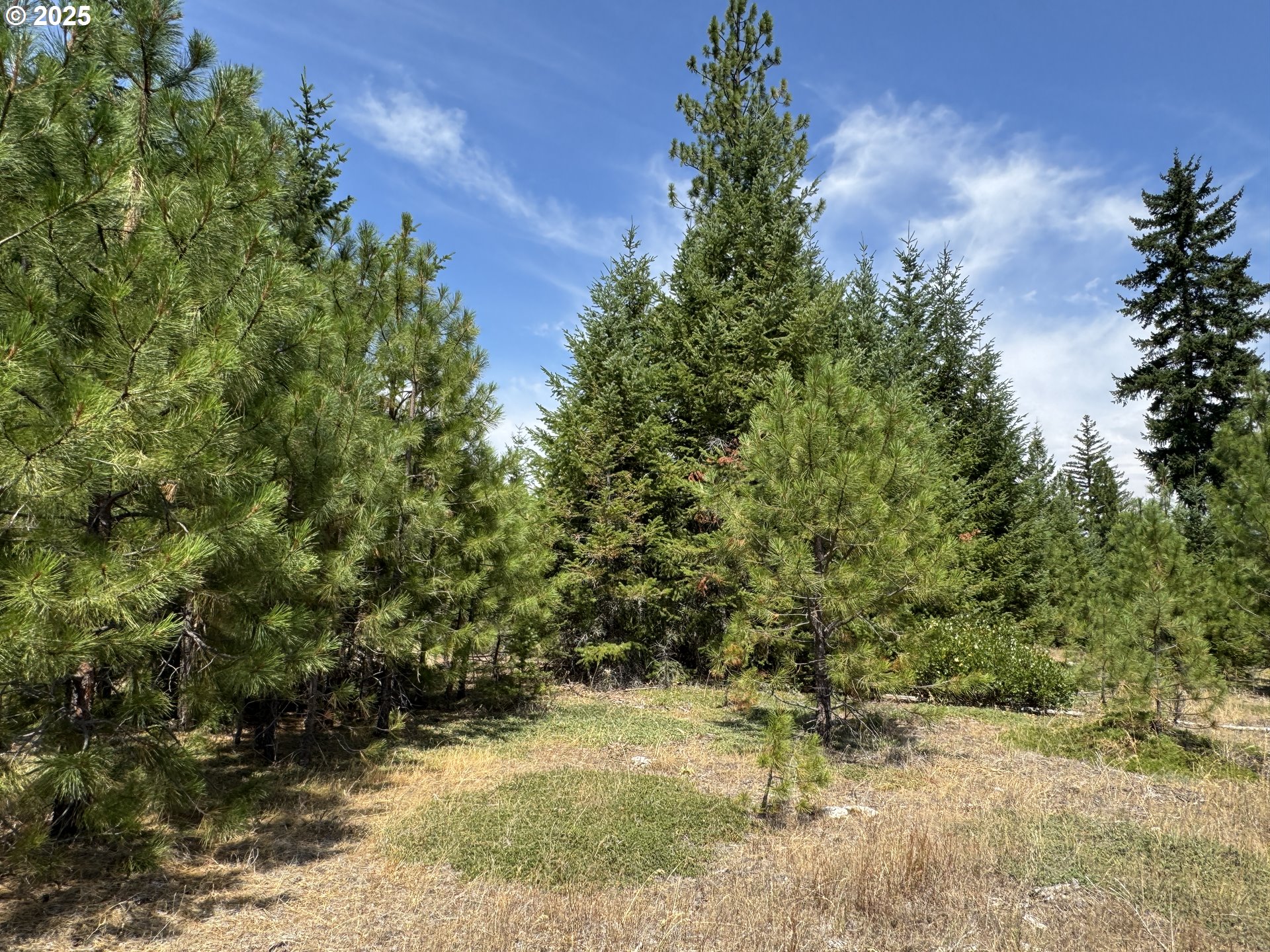 0 Ranger Road Goldendale, WA 98620 - Photo 11 of 20 a view of a yard with plants and trees
