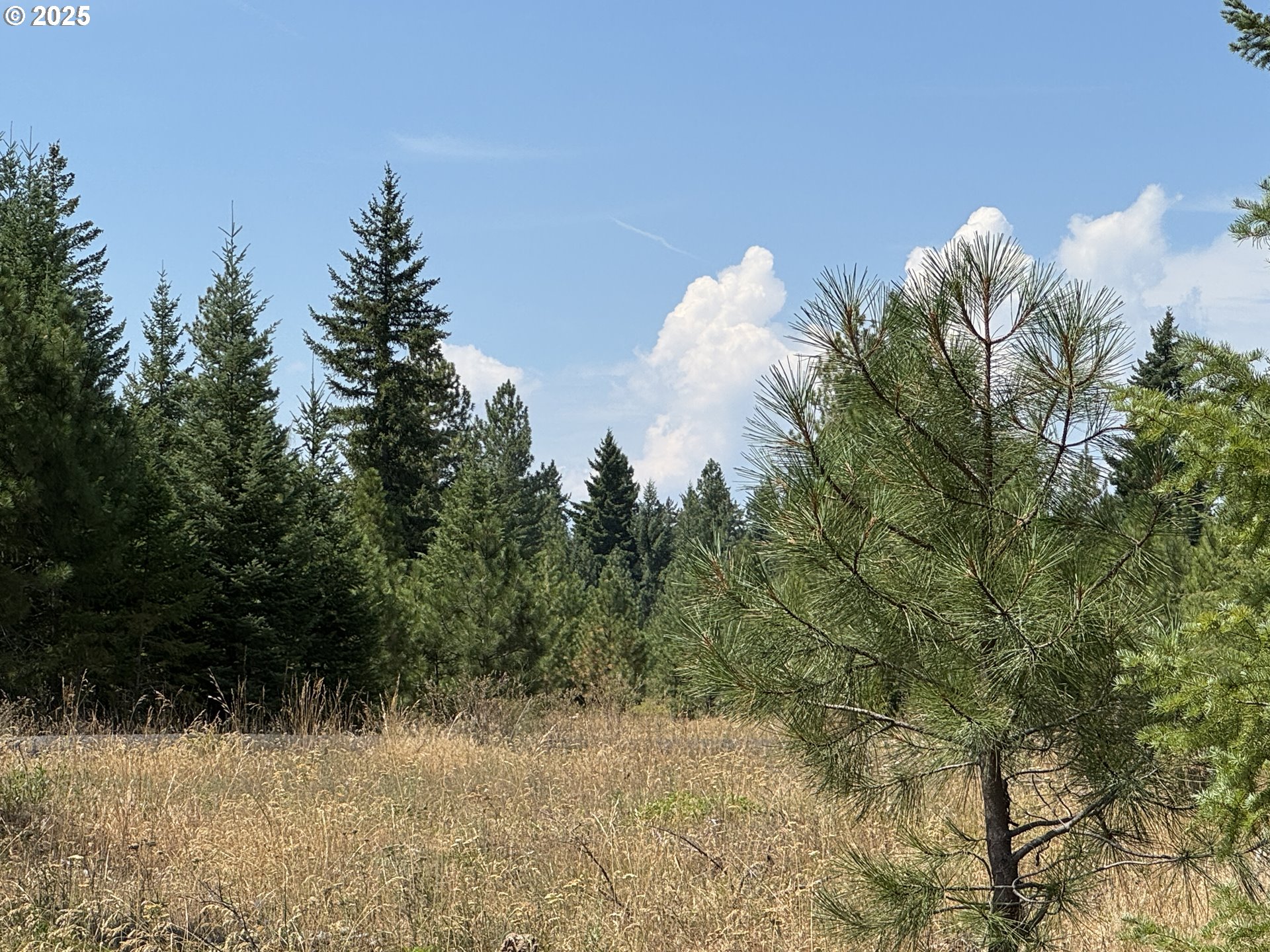 0 Ranger Road Goldendale, WA 98620 - Photo 17 of 20 a view of a bunch of trees and bushes