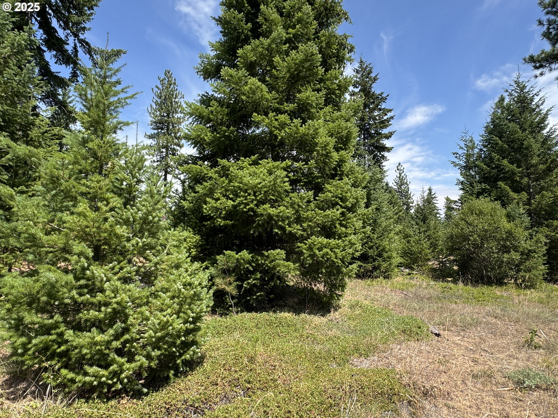 0 Ranger Road Goldendale, WA 98620 - Photo 2 of 20 a view of a garden