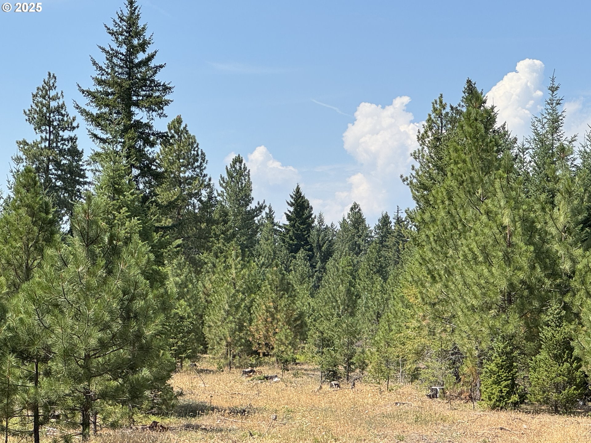 0 Ranger Road Goldendale, WA 98620 - Photo 3 of 20