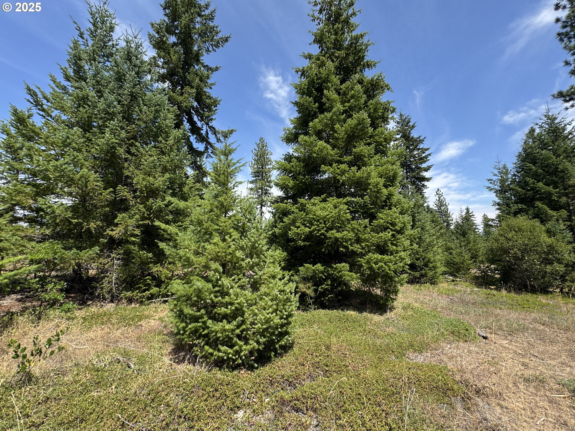 0 Ranger Road Goldendale, WA 98620 - Photo 4 of 20 a view of a garden