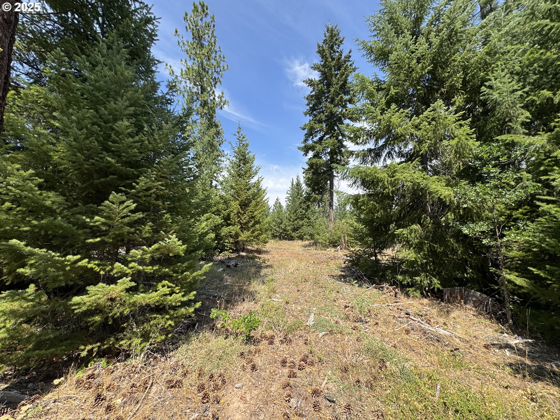 0 Ranger Road Goldendale, WA 98620 - Photo 5 of 20 a view of a forest with trees in the background