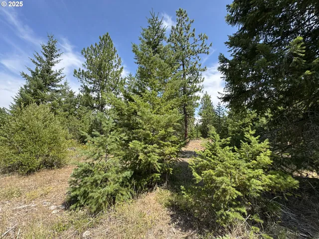 a view of a dry yard with trees