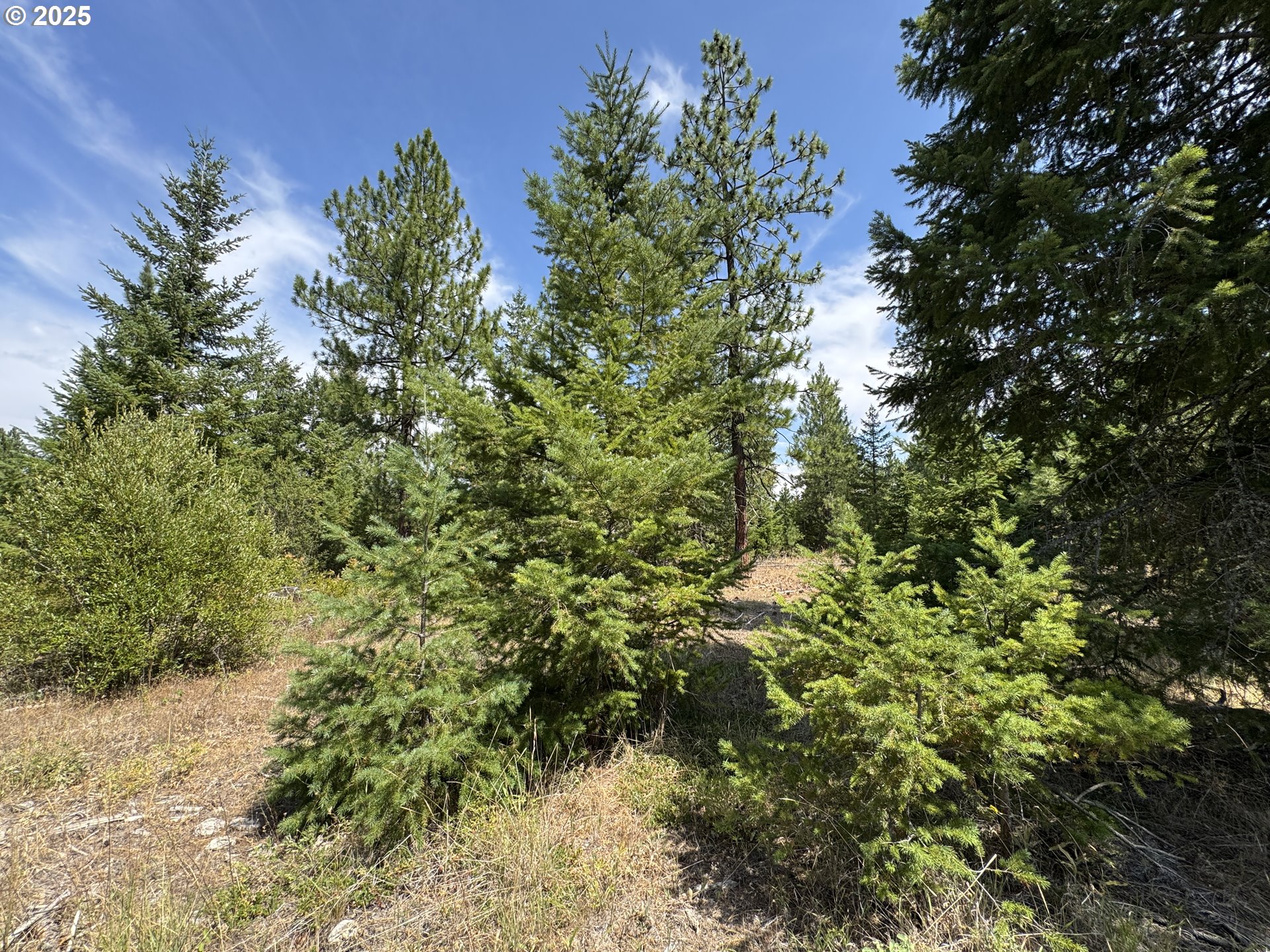 0 Ranger Road Goldendale, WA 98620 - Photo 7 of 20 a view of a forest