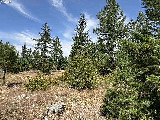 a view of a dry yard with trees in the background