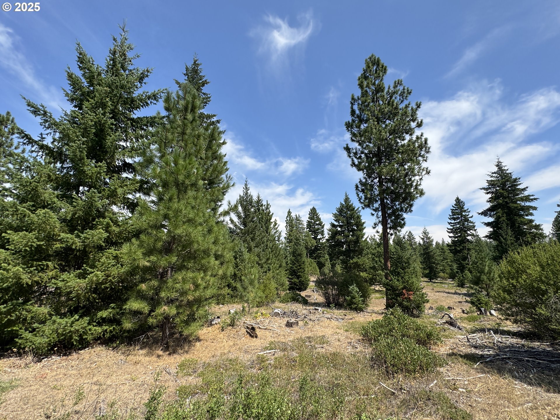 0 Ranger Road Goldendale, WA 98620 - Photo 9 of 20 a view of a dry yard with trees in the background