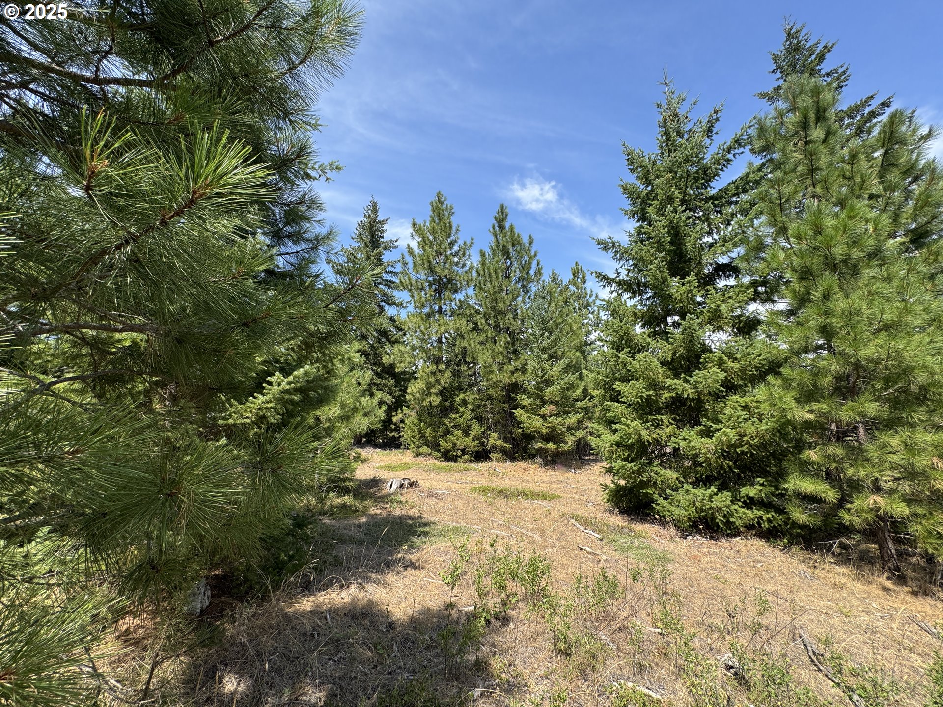 0 Ranger Road Goldendale, WA 98620 - Photo 10 of 20 a view of a yard covered with trees