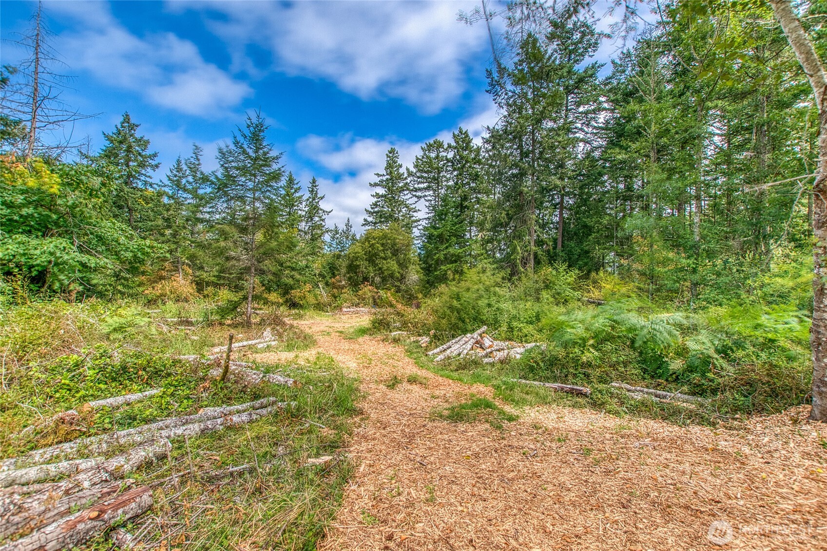 a view of a yard with plants and tree
