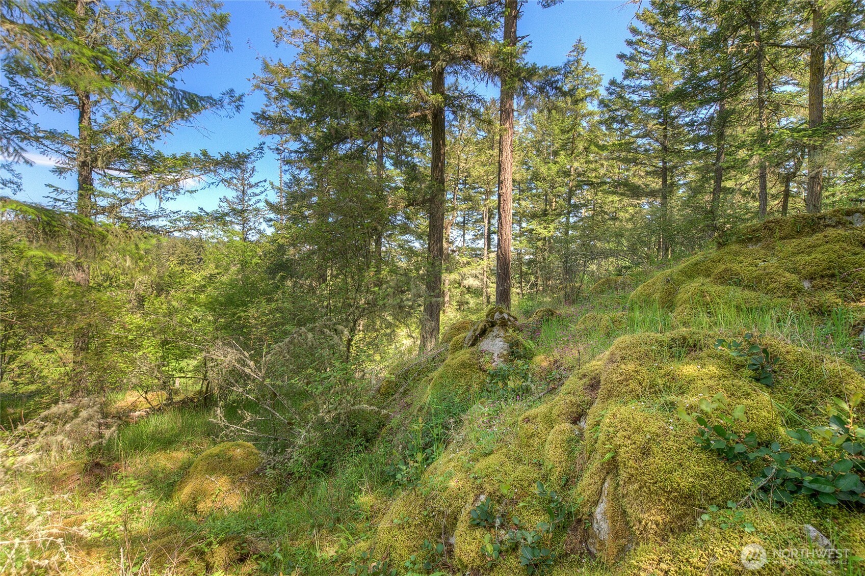 -lot B Lot B Spring Point Road Deer Harbor, WA 98243 - Photo 11 of 40 a view of a yard