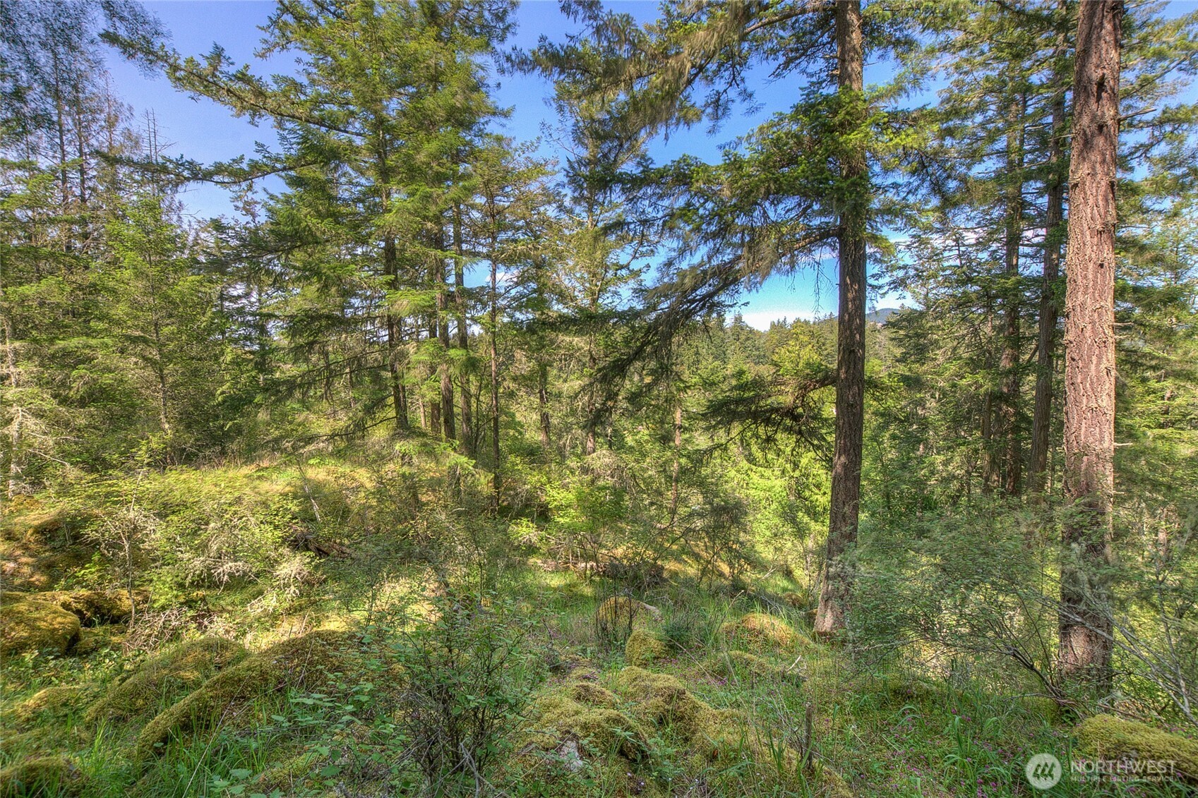 -lot B Lot B Spring Point Road Deer Harbor, WA 98243 - Photo 12 of 40 a view of a tree