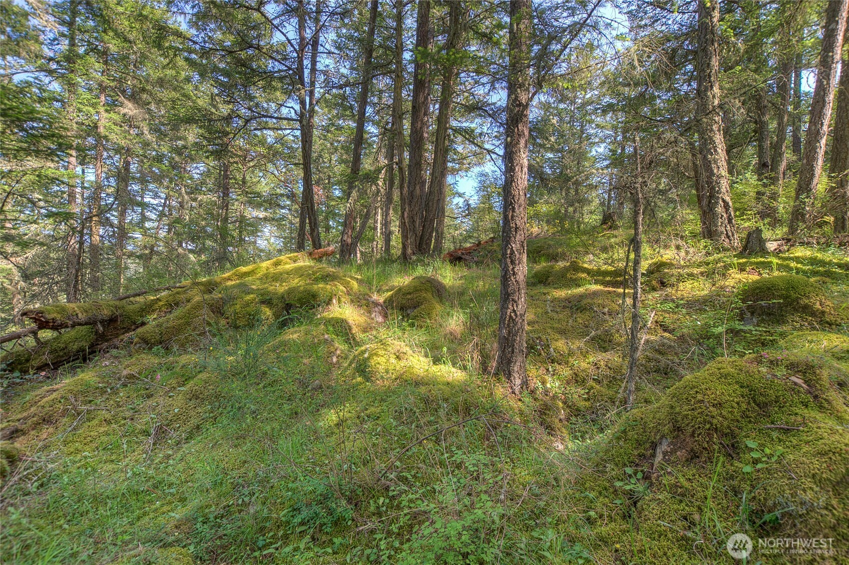 -lot B Lot B Spring Point Road Deer Harbor, WA 98243 - Photo 14 of 40 a view of yard