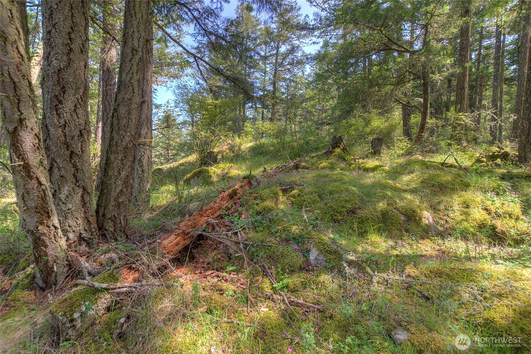 -lot B Lot B Spring Point Road Deer Harbor, WA 98243 - Photo 15 of 40 a view of a yard with large trees