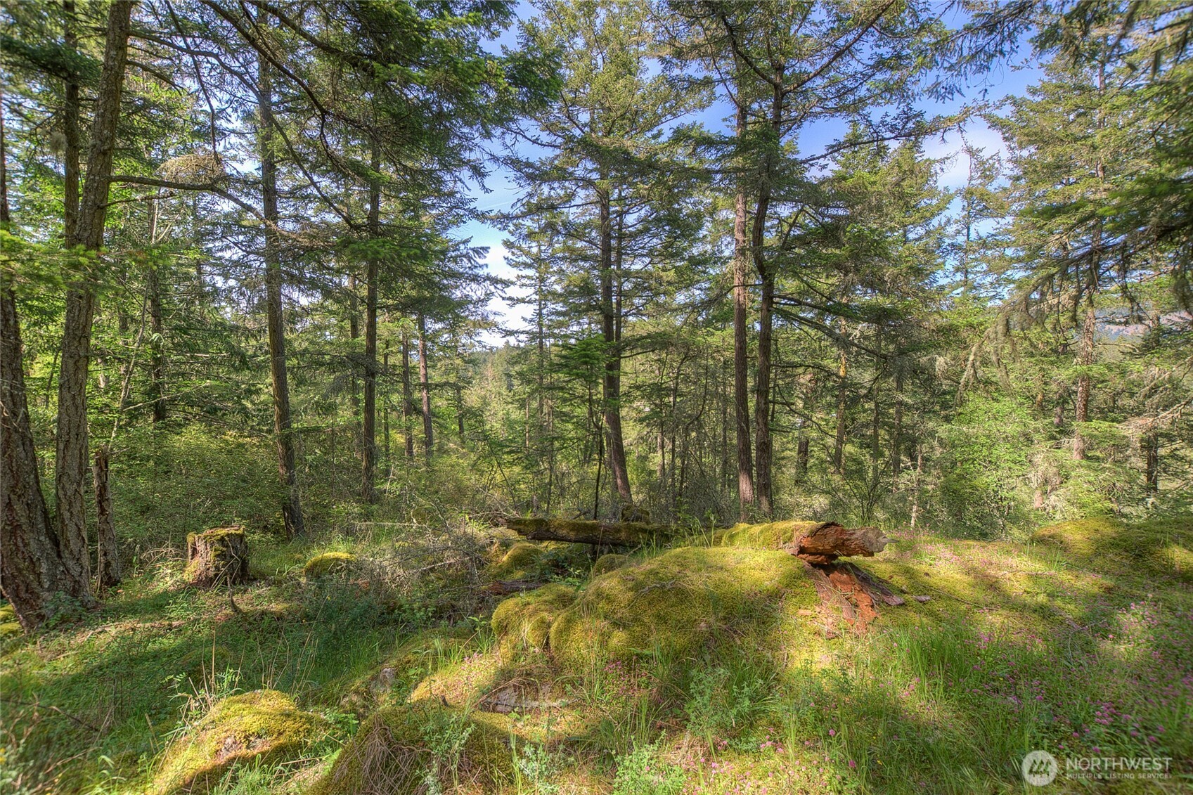 -lot B Lot B Spring Point Road Deer Harbor, WA 98243 - Photo 16 of 40 a view of backyard with green space