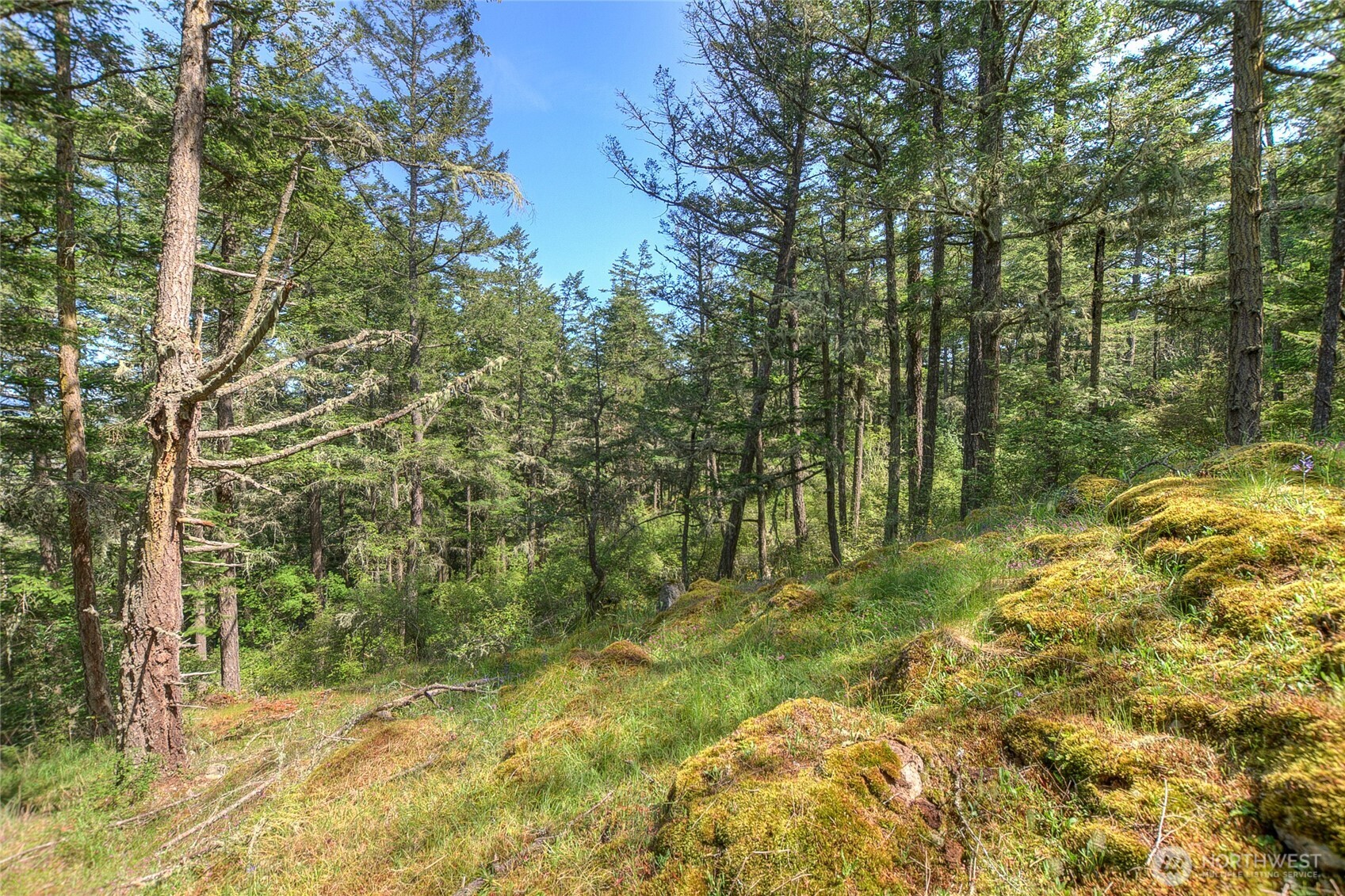 -lot B Lot B Spring Point Road Deer Harbor, WA 98243 - Photo 17 of 40 a view of yard with green space