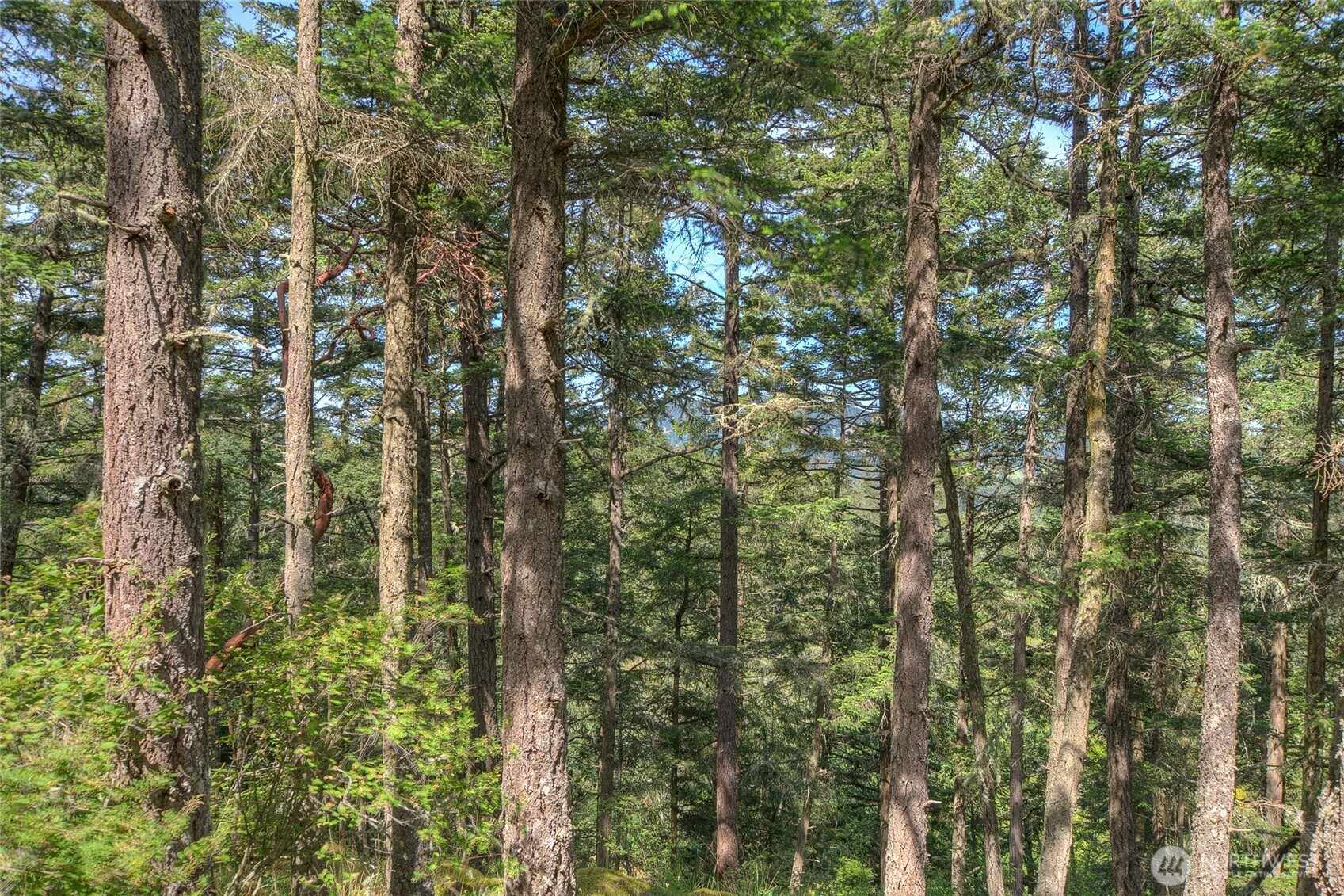 -lot B Lot B Spring Point Road Deer Harbor, WA 98243 - Photo 18 of 40 a view of forest