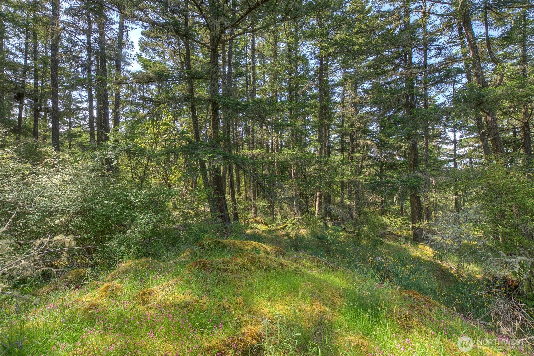 -lot B Lot B Spring Point Road Deer Harbor, WA 98243 - Photo 20 of 40 a view of a garden