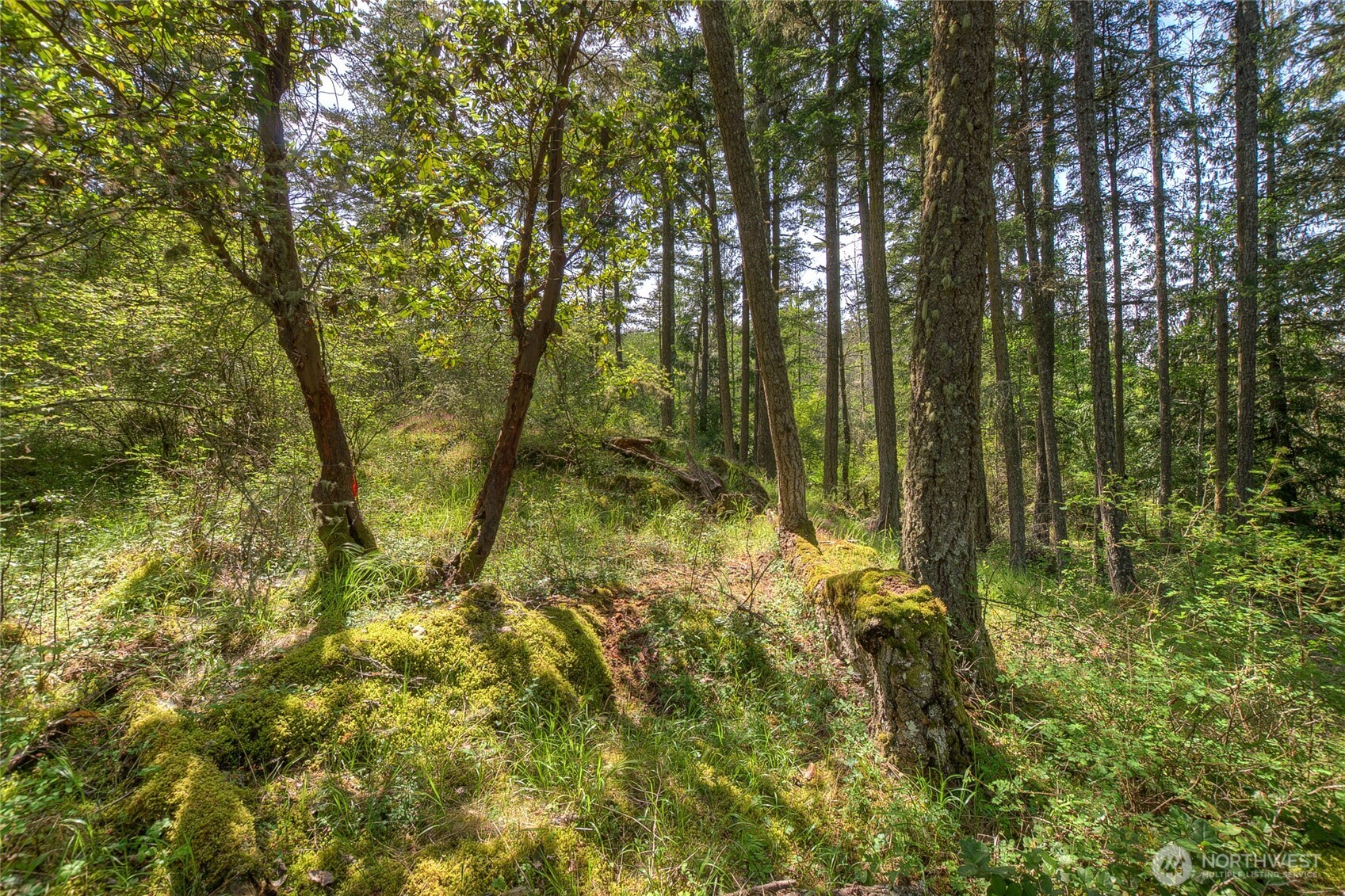 -lot B Lot B Spring Point Road Deer Harbor, WA 98243 - Photo 22 of 40 a view of yard