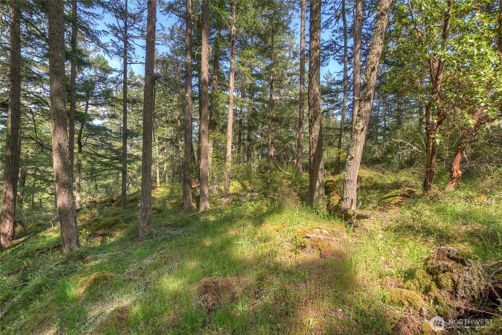 -lot B Lot B Spring Point Road Deer Harbor, WA 98243 - Photo 23 of 40 a view of residential trees with plants and trees