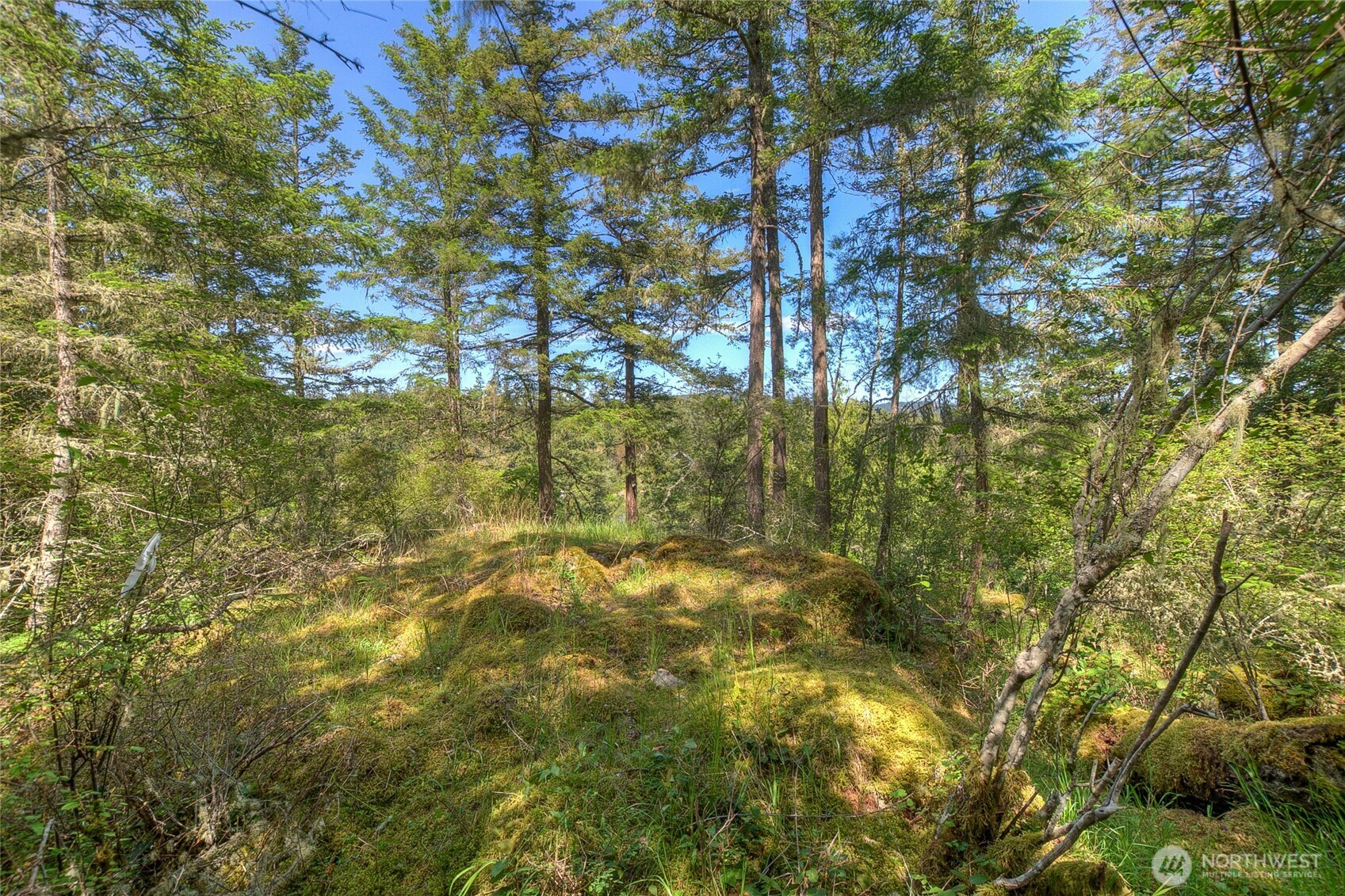 -lot B Lot B Spring Point Road Deer Harbor, WA 98243 - Photo 25 of 40 a view of a yard with a tree