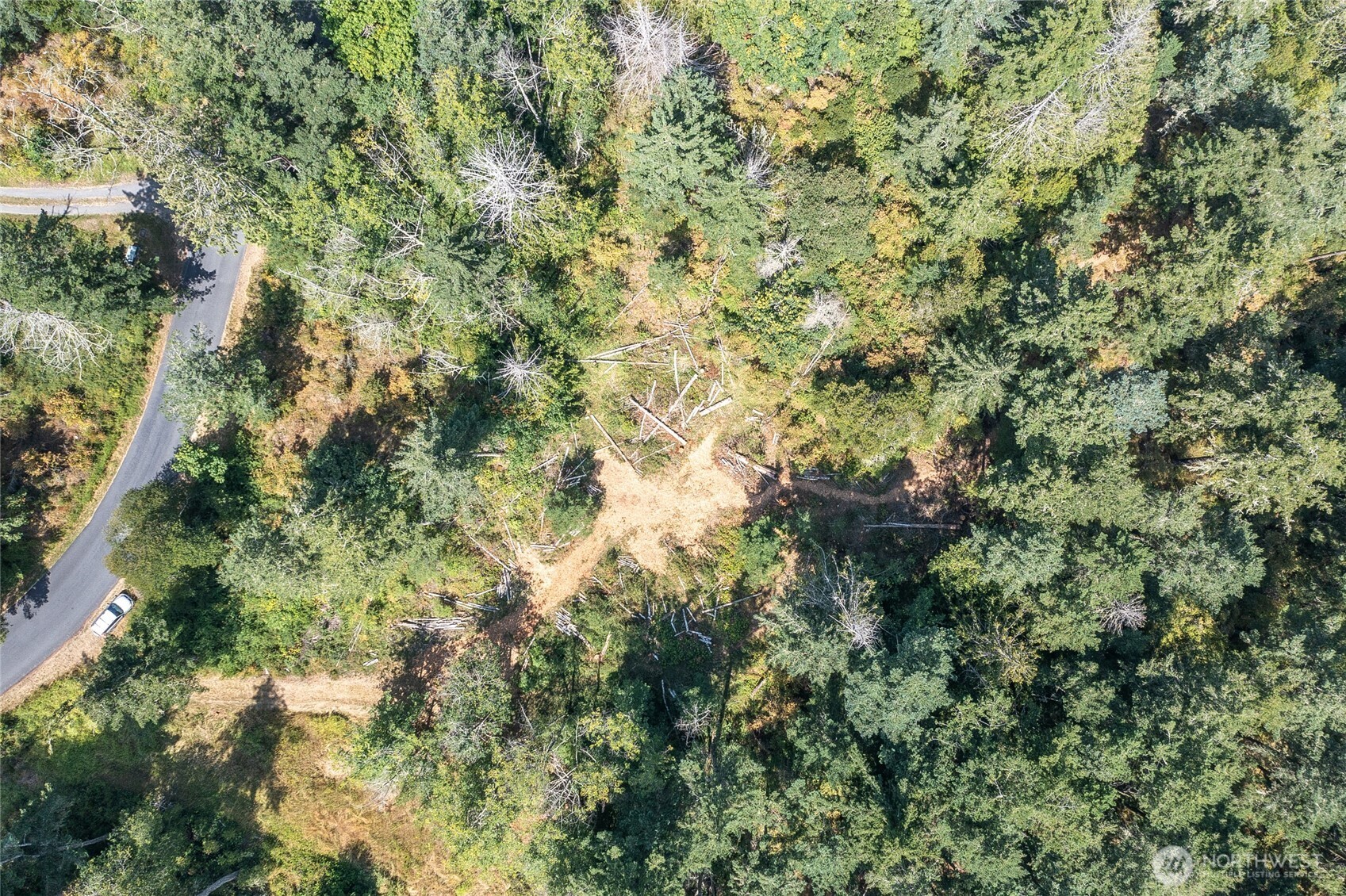 -lot B Lot B Spring Point Road Deer Harbor, WA 98243 - Photo 27 of 40 a view of a forest with a tree