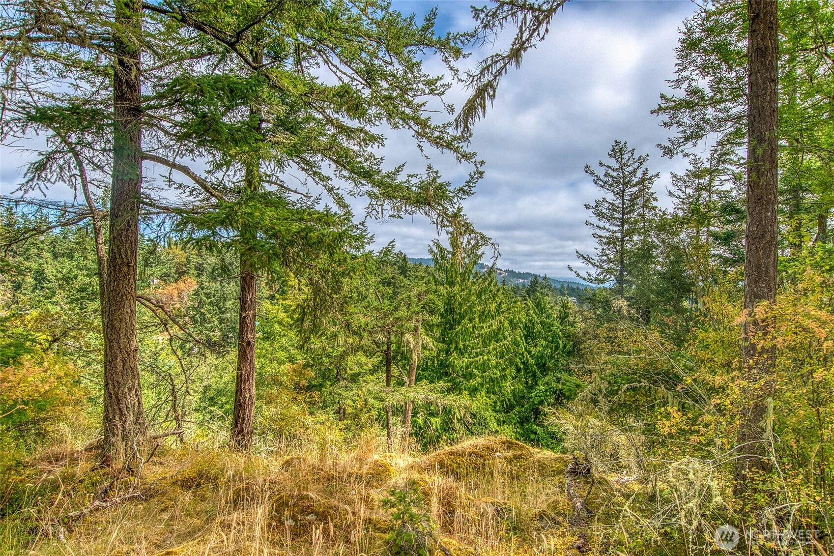 -lot B Lot B Spring Point Road Deer Harbor, WA 98243 - Photo 7 of 40 a view of a yard with plants and large trees