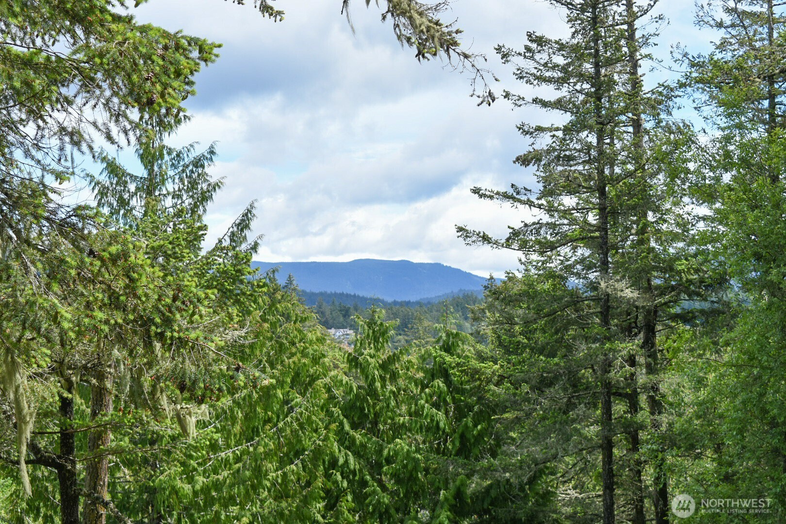 -lot B Lot B Spring Point Road Deer Harbor, WA 98243 - Photo 8 of 40 a view of a big yard with lots of bushes