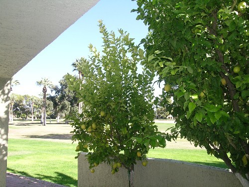 1069 Verde Drive Litchfield Park, AZ 85340 - Photo 11 of 18 Lemon trees