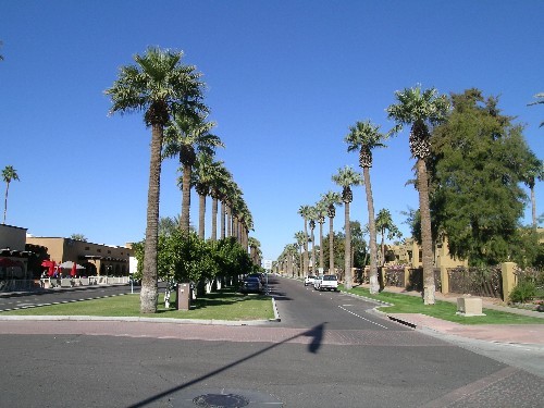 1069 Verde Drive Litchfield Park, AZ 85340 - Photo 17 of 18 Palm tree and citrus tree lined avenues
