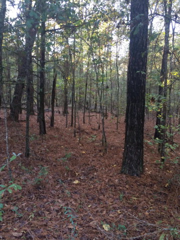 8961 Warm Springs Road Midland, GA 31820 - Photo 1 of 1 Main View