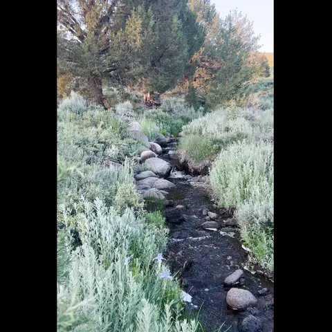 a view of a green yard with lots of green space