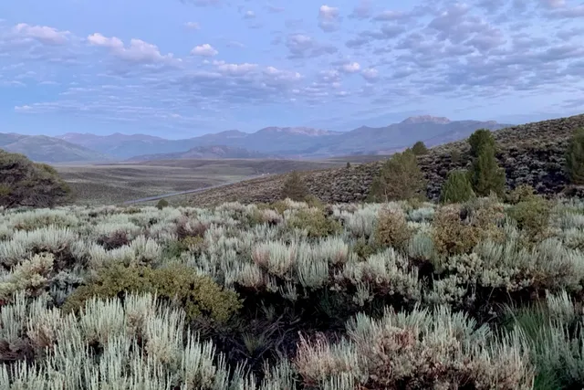 a view of a city with lush green forest