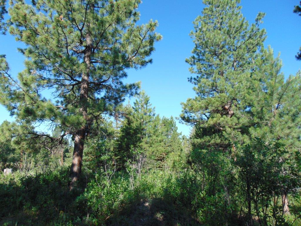 4615 Abe Lincoln Road Lincoln, MT 59639 - Photo 21 of 92 Gallery Image 21