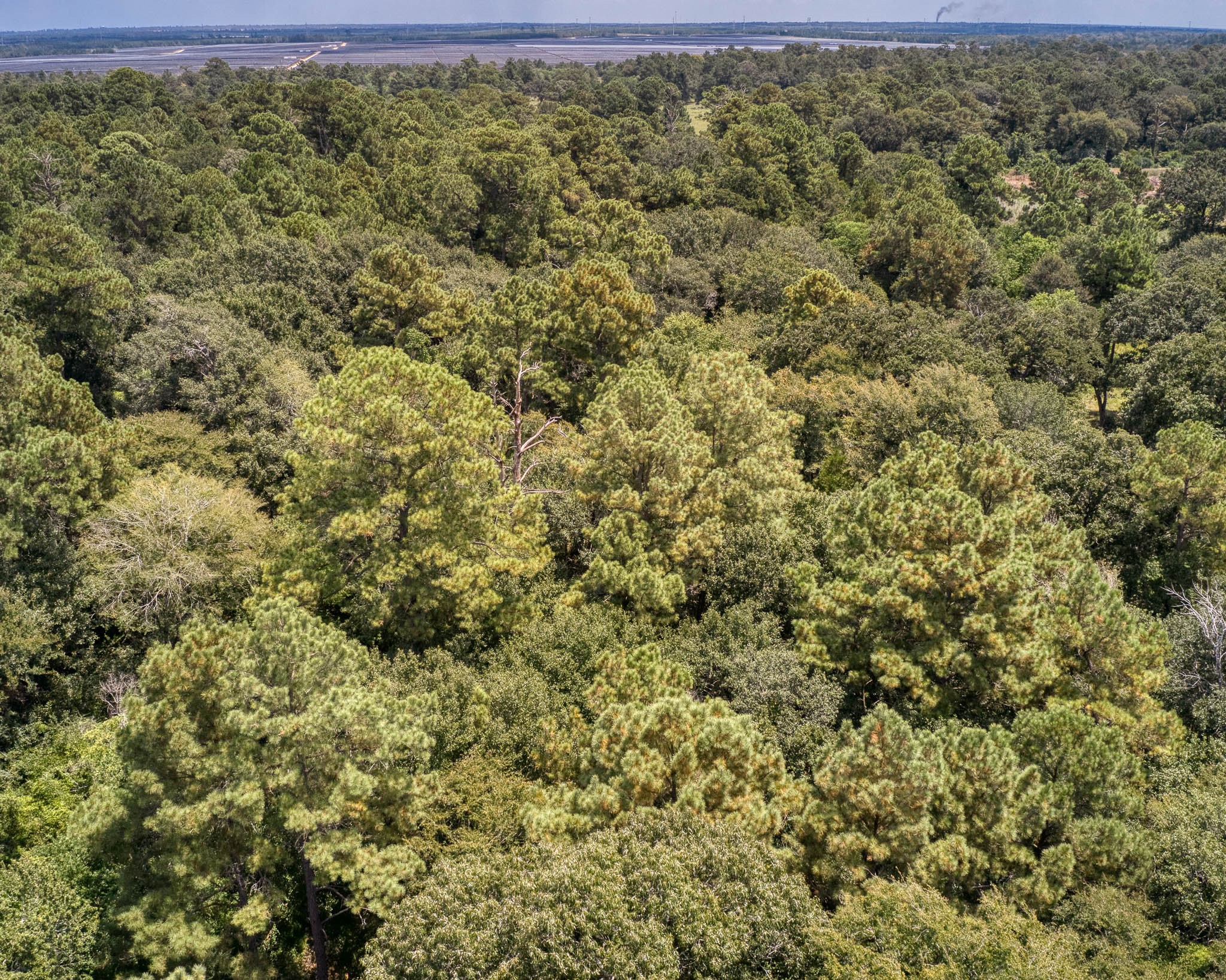 2160 Bowler Road Waller, TX 77484 - Photo 12 of 24 a view of a large yard with lots of bushes