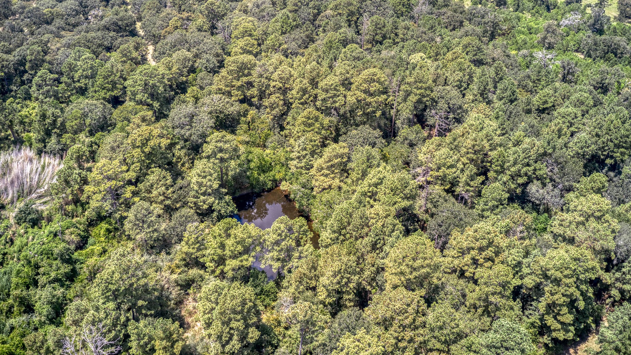 2160 Bowler Road Waller, TX 77484 - Photo 13 of 24 a view of a house with a lush green forest