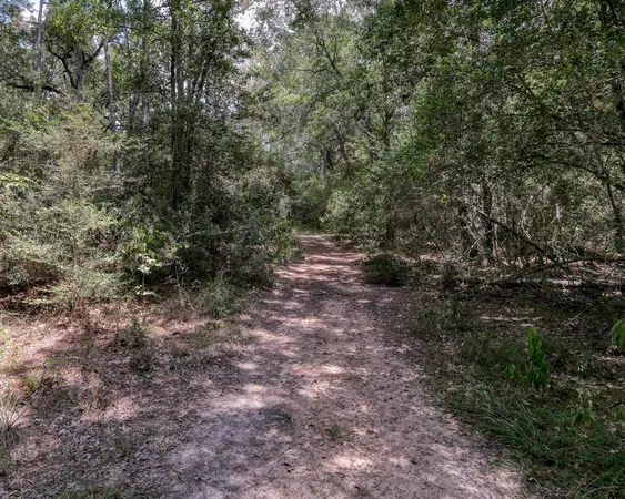 a view of a forest with trees all around